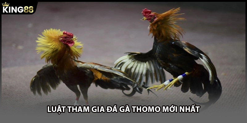 Luật tham gia đá gà Thomo mới nhất 
