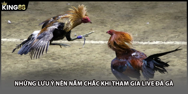 Những lưu ý nên nắm chắc khi tham gia live đá gà 