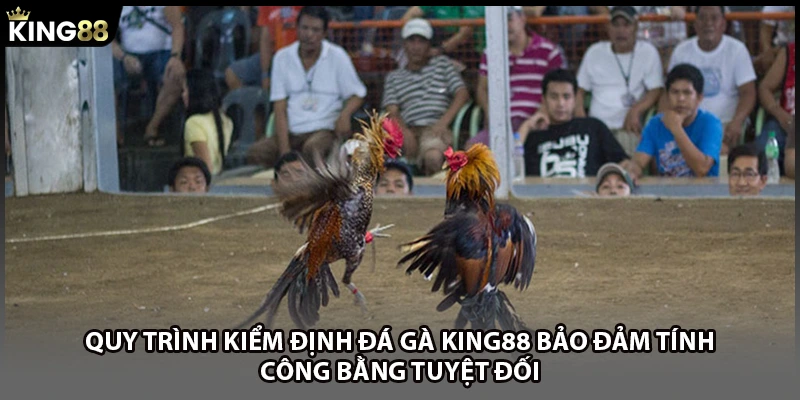 Quy trình kiểm định đá gà KING88 bảo đảm tính công bằng tuyệt đối